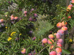 走进“甜蜜”的产业 农副产品油桃的型号、类别与市场价值