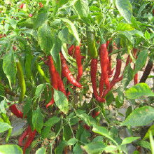 农副产品加工批发产业链 价格、渠道与厂家选择全解析